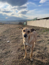 CINDERELLA, Hund, Mischlingshund in Rumänien - Bild 1