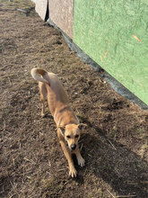 CINDERELLA, Hund, Mischlingshund in Rumänien - Bild 2