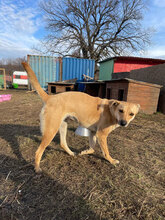 CINDERELLA, Hund, Mischlingshund in Rumänien - Bild 3