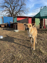 CINDERELLA, Hund, Mischlingshund in Rumänien - Bild 4