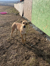 CINDERELLA, Hund, Mischlingshund in Rumänien - Bild 5