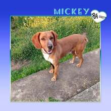 MICKEY, Hund, Mischlingshund in Griechenland - Bild 1