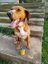 MICKEY, Hund, Mischlingshund in Griechenland - Bild 2