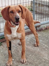 MICKEY, Hund, Mischlingshund in Griechenland - Bild 3