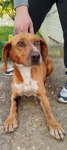 MICKEY, Hund, Mischlingshund in Griechenland - Bild 4