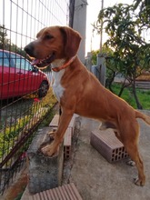 MICKEY, Hund, Mischlingshund in Griechenland - Bild 5