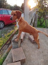 MICKEY, Hund, Mischlingshund in Griechenland - Bild 6