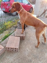 MICKEY, Hund, Mischlingshund in Griechenland - Bild 7
