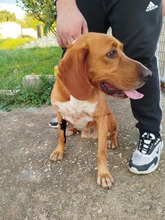 MICKEY, Hund, Mischlingshund in Griechenland - Bild 8
