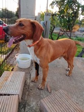 MICKEY, Hund, Mischlingshund in Griechenland - Bild 9