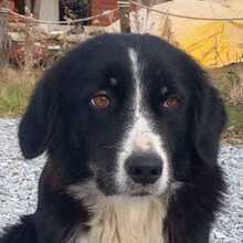 LASCARIA, Hund, Mischlingshund in Griechenland - Bild 1