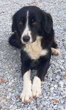LASCARIA, Hund, Mischlingshund in Griechenland - Bild 2