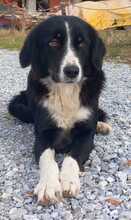 LASCARIA, Hund, Mischlingshund in Griechenland - Bild 3