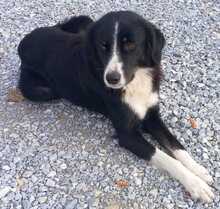 LASCARIA, Hund, Mischlingshund in Griechenland - Bild 4