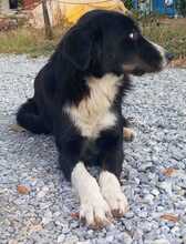 LASCARIA, Hund, Mischlingshund in Griechenland - Bild 5