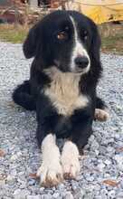LASCARIA, Hund, Mischlingshund in Griechenland - Bild 6