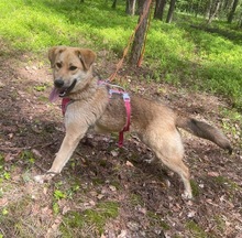MYSCHKA, Hund, Mischlingshund in Bad Wünnenberg - Bild 1