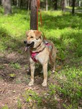 MYSCHKA, Hund, Mischlingshund in Bad Wünnenberg - Bild 2