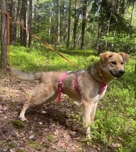 MYSCHKA, Hund, Mischlingshund in Bad Wünnenberg - Bild 3
