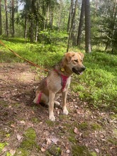 MYSCHKA, Hund, Mischlingshund in Bad Wünnenberg - Bild 5