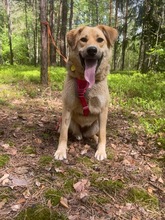 MYSCHKA, Hund, Mischlingshund in Bad Wünnenberg - Bild 6
