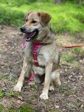 MYSCHKA, Hund, Mischlingshund in Bad Wünnenberg - Bild 7