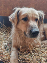 LOLA, Hund, Mischlingshund in Rumänien - Bild 1