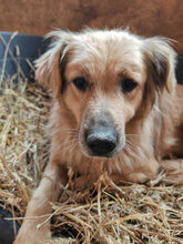 LOLA, Hund, Mischlingshund in Rumänien - Bild 3