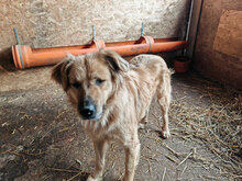LOLA, Hund, Mischlingshund in Rumänien - Bild 4