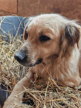 LOLA, Hund, Mischlingshund in Rumänien - Bild 5