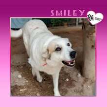 SMILEY2, Hund, Mischlingshund in Griechenland - Bild 1