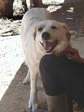 SMILEY2, Hund, Mischlingshund in Griechenland - Bild 2