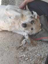 SMILEY2, Hund, Mischlingshund in Griechenland - Bild 4