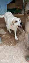 SMILEY2, Hund, Mischlingshund in Griechenland - Bild 6
