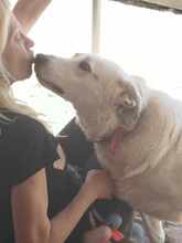 SMILEY2, Hund, Mischlingshund in Griechenland - Bild 7