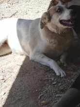 SMILEY2, Hund, Mischlingshund in Griechenland - Bild 8