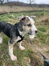 MARIO, Hund, Mischlingshund in Kolkwitz - Bild 5