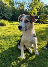 MARIO, Hund, Mischlingshund in Kolkwitz - Bild 7