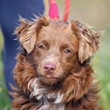 BROWNY, Hund, Nova Scotia Duck Tolling Retriever-Mix in Spanien - Bild 1