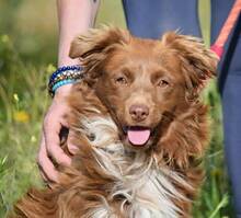 BROWNY, Hund, Nova Scotia Duck Tolling Retriever-Mix in Spanien - Bild 2