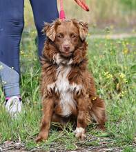 BROWNY, Hund, Nova Scotia Duck Tolling Retriever-Mix in Spanien - Bild 3