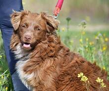 BROWNY, Hund, Nova Scotia Duck Tolling Retriever-Mix in Spanien - Bild 4