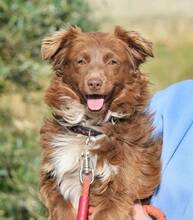 BROWNY, Hund, Nova Scotia Duck Tolling Retriever-Mix in Spanien - Bild 5