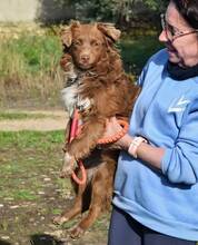 BROWNY, Hund, Nova Scotia Duck Tolling Retriever-Mix in Spanien - Bild 6
