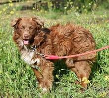 BROWNY, Hund, Nova Scotia Duck Tolling Retriever-Mix in Spanien - Bild 7