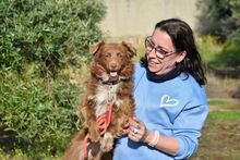 BROWNY, Hund, Nova Scotia Duck Tolling Retriever-Mix in Spanien - Bild 8