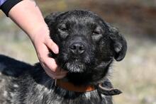 WAFFEL, Hund, Mischlingshund in Polen