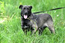 WAFFEL, Hund, Mischlingshund in Polen - Bild 10