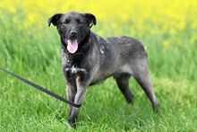 WAFFEL, Hund, Mischlingshund in Polen - Bild 11
