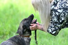 WAFFEL, Hund, Mischlingshund in Polen - Bild 12